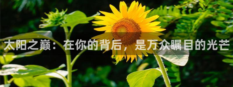 新城平台下载