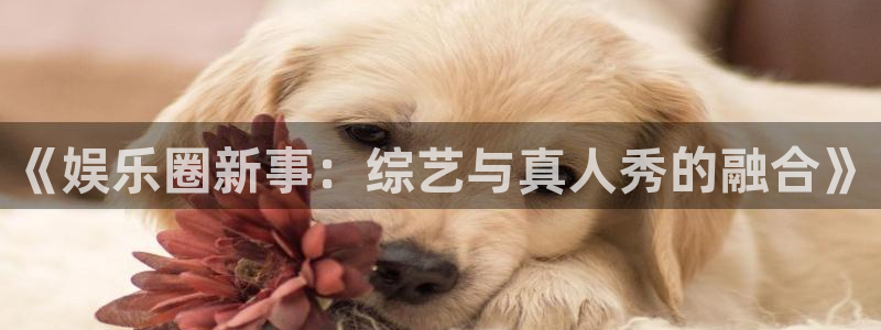 新城平台下载入口