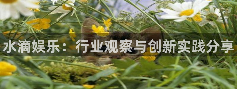 壹号电子娱乐app下载最新版